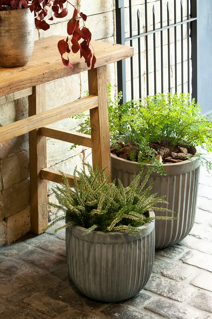 Plantas, banco de madera